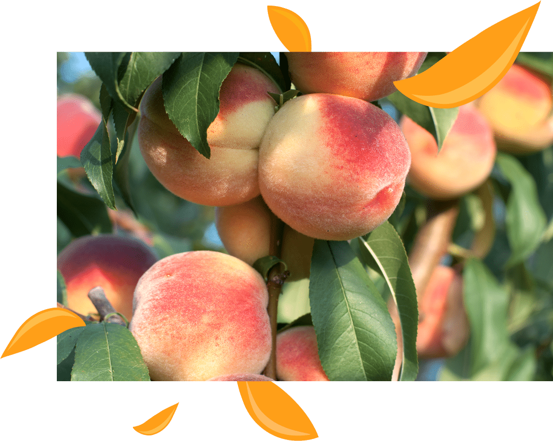 peaches_mobil